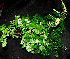  ( - BioBot00247)  @11 [ ] Copyright (2010) Unspecified Unspecified