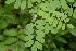  (Myrospermum - BioBot00260)  @11 [ ] Copyright (2010) Unspecified Unspecified