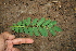  ( - BioBot00263)  @11 [ ] Copyright (2010) Unspecified Unspecified