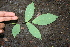  ( - BioBot00285)  @11 [ ] Copyright (2010) Unspecified Unspecified