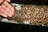  ( - BioBot00299)  @11 [ ] Copyright (2010) Unspecified Unspecified