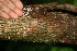  ( - BioBot00299)  @11 [ ] Copyright (2010) Unspecified Unspecified