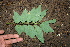  ( - BioBot00299)  @11 [ ] Copyright (2010) Unspecified Unspecified