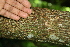  ( - BioBot00302)  @11 [ ] Copyright (2010) Unspecified Unspecified