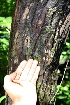 ( - BioBot00412)  @11 [ ] Copyright (2010) Unspecified Unspecified