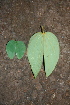  ( - BioBot00412)  @11 [ ] Copyright (2010) Unspecified Unspecified