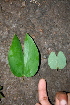  ( - BioBot00412)  @11 [ ] Copyright (2010) Unspecified Unspecified