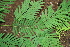  ( - BioBot00426)  @11 [ ] Copyright (2010) Unspecified Unspecified