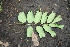  ( - BioBot00474)  @11 [ ] Copyright (2010) Unspecified Unspecified