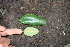  ( - BioBot00474)  @11 [ ] Copyright (2010) Unspecified Unspecified