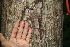  (Lysiloma - BioBot00482)  @11 [ ] Copyright (2010) Unspecified Unspecified