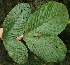  ( - BioBot05049)  @11 [ ] Copyright (2010) Unspecified Unspecified