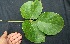  (Mucuna holtonii - BioBot05076)  @11 [ ] Copyright (2010) Unspecified Unspecified