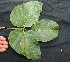  ( - BioBot05077)  @11 [ ] Copyright (2010) Unspecified Unspecified