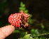 ( - BioBot05236)  @11 [ ] Copyright (2010) Unspecified Unspecified