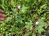  (Mimosa dormiens - BioBot05263)  @11 [ ] Copyright (2010) Unspecified Unspecified