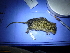  (Rhabdomys dilectus - AD3HZ14)  @11 [ ] CreativeCommons - Attribution Non-Commercial Share-Alike (2015) Hillary Young UC Santa Barbara