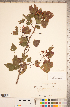  ( - CCDB-18301-B02)  @11 [ ] No Rights Reserved (2014) Deb Metsger Royal Ontario Museum