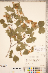 ( - CCDB-18301-C02)  @11 [ ] No Rights Reserved (2014) Deb Metsger Royal Ontario Museum