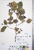  ( - CCDB-18301-D01)  @11 [ ] No Rights Reserved (2014) Deb Metsger Royal Ontario Museum
