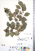  ( - CCDB-18301-C01)  @11 [ ] No Rights Reserved (2014) Deb Metsger Royal Ontario Museum