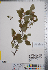  ( - CCDB-18301-C07)  @11 [ ] No Rights Reserved (2014) Deb Metsger Royal Ontario Museum