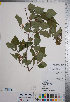  ( - CCDB-18301-D07)  @11 [ ] No Rights Reserved (2014) Deb Metsger Royal Ontario Museum