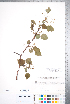  ( - CCDB-18301-G07)  @11 [ ] No Rights Reserved (2014) Deb Metsger Royal Ontario Museum