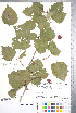  ( - CCDB-18301-H07)  @11 [ ] No Rights Reserved (2014) Deb Metsger Royal Ontario Museum