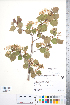  ( - CCDB-18301-B06)  @11 [ ] No Rights Reserved (2014) Deb Metsger Royal Ontario Museum