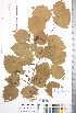  ( - CCDB-18301-A06)  @11 [ ] No Rights Reserved (2014) Deb Metsger Royal Ontario Museum