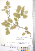  ( - CCDB-18301-B05)  @11 [ ] No Rights Reserved (2014) Deb Metsger Royal Ontario Museum