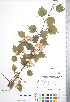  ( - CCDB-18301-D05)  @11 [ ] No Rights Reserved (2014) Deb Metsger Royal Ontario Museum