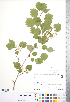  ( - CCDB-18301-C05)  @11 [ ] Copyright (2012) Tim Dickinson Royal Ontario Museum