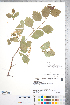  ( - CCDB-18301-A04)  @11 [ ] No Rights Reserved (2014) Deb Metsger Royal Ontario Museum