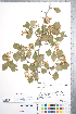  ( - CCDB-18301-B04)  @11 [ ] No Rights Reserved (2014) Deb Metsger Royal Ontario Museum