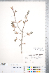  ( - CCDB-18301-D09)  @11 [ ] No Rights Reserved (2014) Deb Metsger Royal Ontario Museum