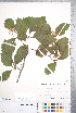  ( - CCDB-18301-E09)  @11 [ ] No Rights Reserved (2014) Deb Metsger Royal Ontario Museum