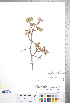  ( - CCDB-18301-D08)  @11 [ ] No Rights Reserved (2014) Deb Metsger Royal Ontario Museum