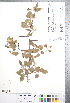  ( - CCDB-18301-B08)  @11 [ ] No Rights Reserved (2014) Deb Metsger Royal Ontario Museum