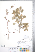  ( - CCDB-18301-C08)  @11 [ ] No Rights Reserved (2014) Deb Metsger Royal Ontario Museum