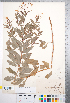  (Gillenia - CCDB-18301-H12)  @11 [ ] No Rights Reserved (2014) Deb Metsger Royal Ontario Museum