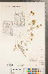  ( - CCDB-22989-H02)  @11 [ ] Copyright (2015) Deb Metsger Royal Ontario Museum