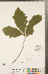  ( - CCDB-23122-G04)  @11 [ ] No Rights Reserved (2014) Deb Metsger Royal Ontario Museum