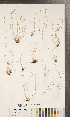  ( - CCDB-24896-F06)  @11 [ ] Copyright (2015) Deb Metsger Royal Ontario Museum