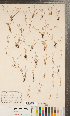  ( - CCDB-24896-D06)  @11 [ ] Copyright (2015) Deb Metsger Royal Ontario Museum