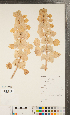  ( - CCDB-24896-B08)  @11 [ ] Copyright (2015) Deb Metsger Royal Ontario Museum
