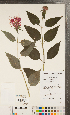  (Monarda - CCDB-24896-A08)  @11 [ ] Copyright (2015) Deb Metsger Royal Ontario Museum