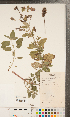  ( - CCDB-24896-H09)  @11 [ ] Copyright (2015) Deb Metsger Royal Ontario Museum