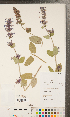  ( - CCDB-24896-G09)  @11 [ ] Copyright (2015) Deb Metsger Royal Ontario Museum